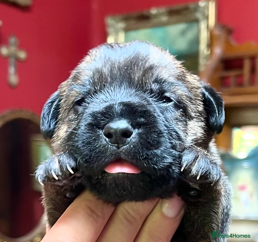 Border Terrier dogs for sale: KC Reg, slem clear VET approved only 1 boy left❤️ - Image 5