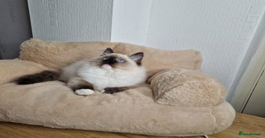 Ragdoll cats - Advert 4