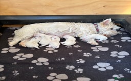 West Highland Terrier dogs for sale: West Highland Terriers For Sale - Image 4