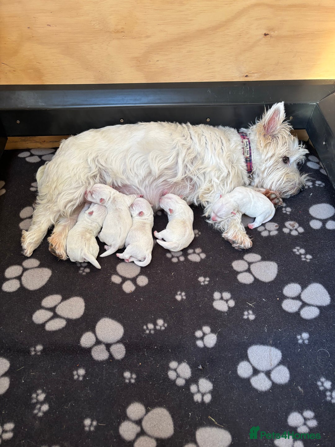 West Highland Terrier dogs for sale: West Highland Terriers For Sale - Image 4
