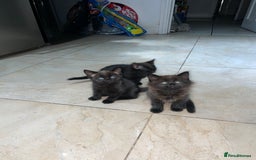 Mixed Breed cats for sale: Russian blu mix  - Image 10