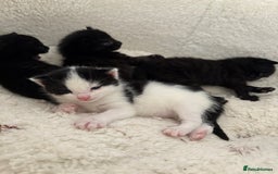 York Chocolate cats for sale: Mother and kittens - Image 2