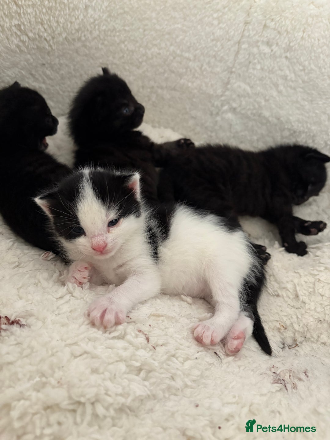 York Chocolate cats for sale: Mother and kittens - Image 2