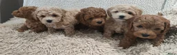 Cockapoo dogs for sale: Toy/mini Cockapoo f1b puppies  in Omagh - Advert 1