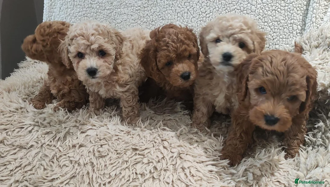 Cockapoo dogs for sale: Toy/mini Cockapoo f1b puppies  in Omagh - Advert 1