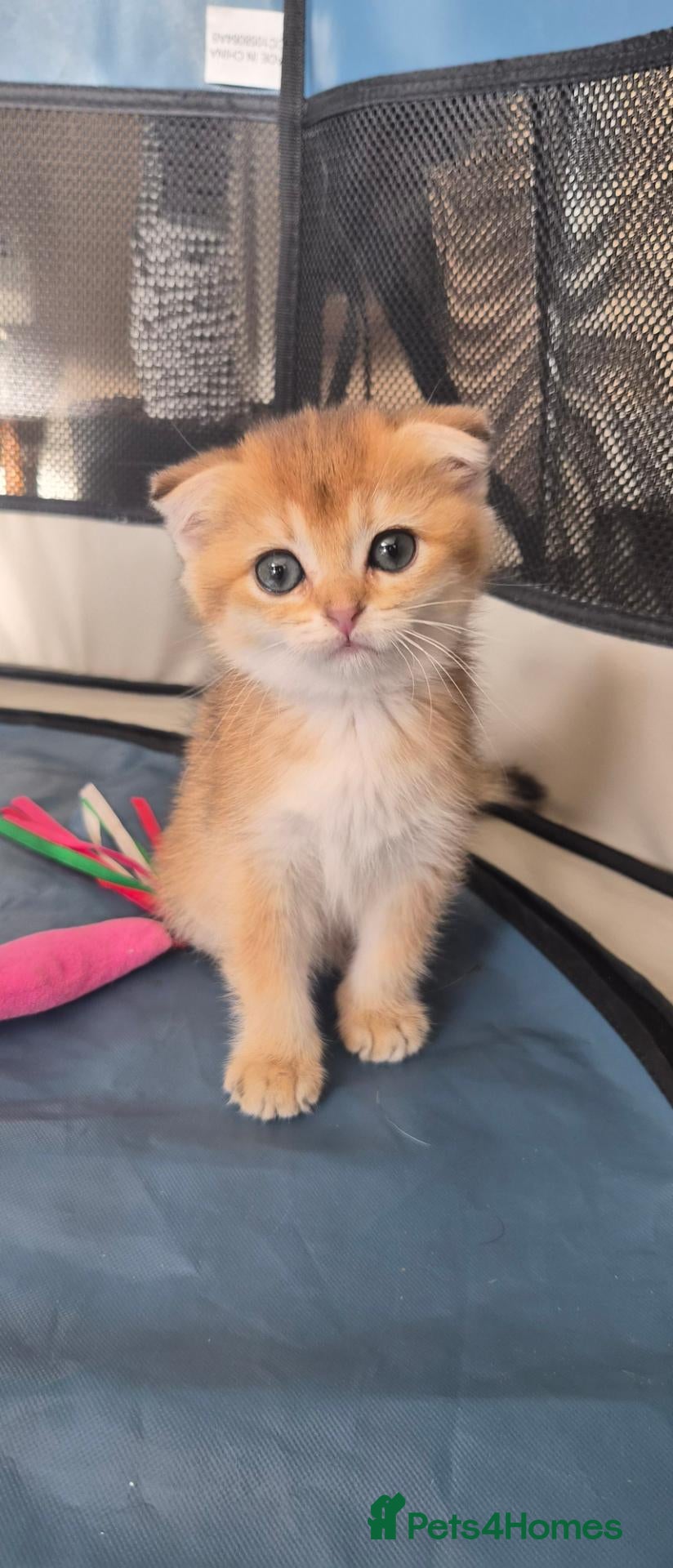 Scottish Fold cats Pedigree Scottish kittens - Advert 2