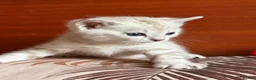 Bengal cats for sale: Beautiful Bengal Kittens – Ready Soon 🐾 in London - Advert 7