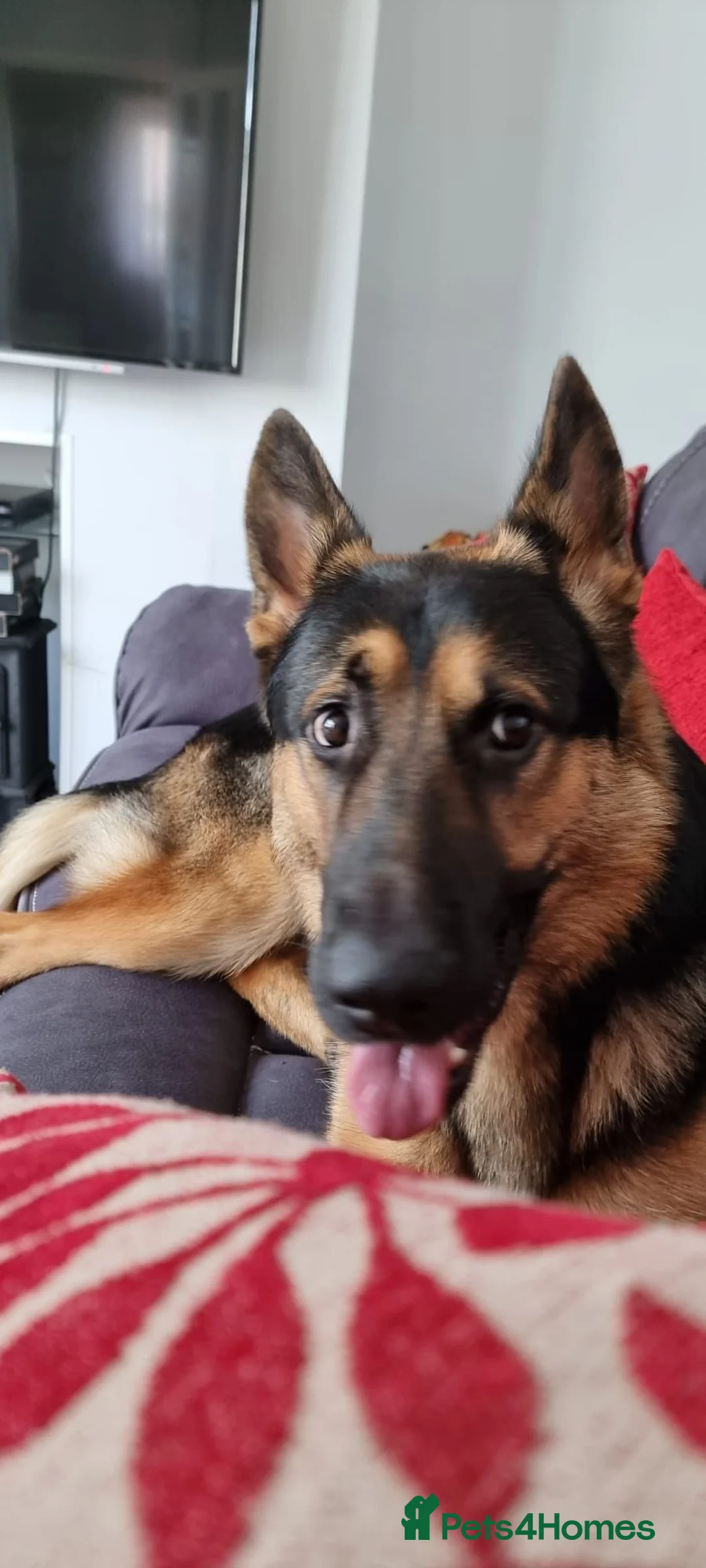 German Shepherd dogs for sale: Loving Home Wanted for 4yr Old German Shepherd  in Swansea - Advert 2