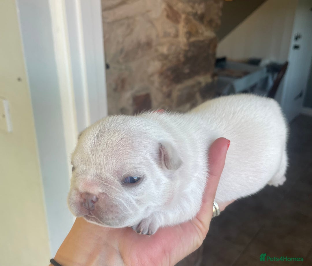 French Bulldog dogs for sale: KC Reg Frenchie Puppies - Image 2
