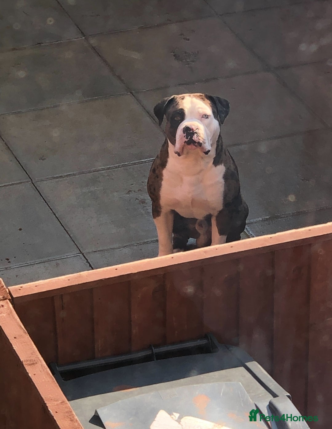 Mixed Breed dogs for sale: 4 beautiful puppies available  - Image 9