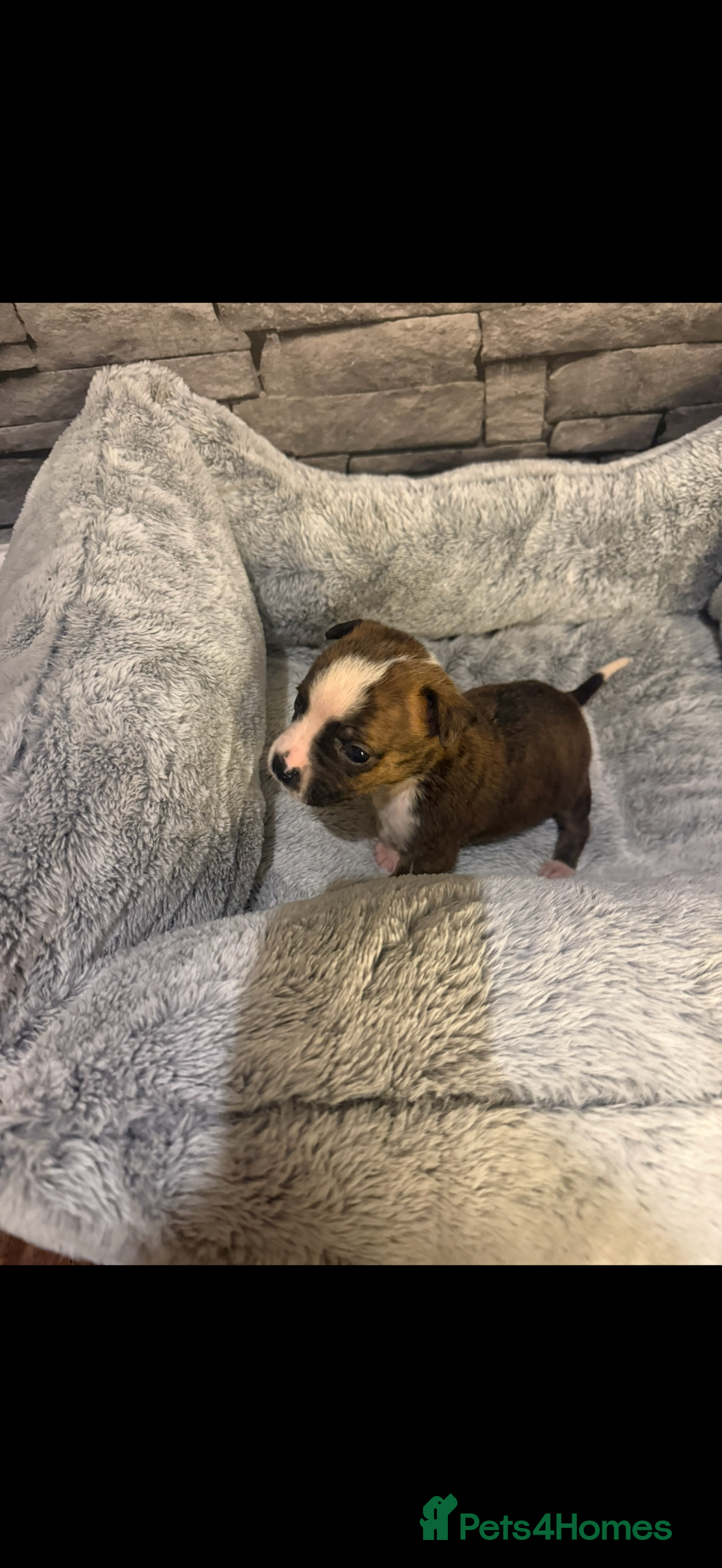 American Bulldog dogs for sale: American bulldog - Image 2