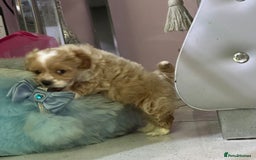 Maltipoo dogs for sale: Outstanding F1 Maltipoo Puppies - Image 14