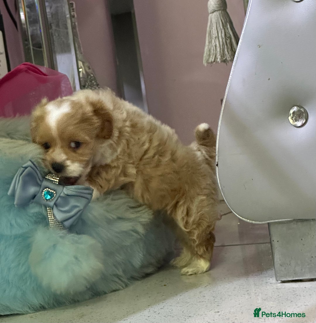 Maltipoo dogs for sale: Outstanding F1 Maltipoo Puppies - Image 14