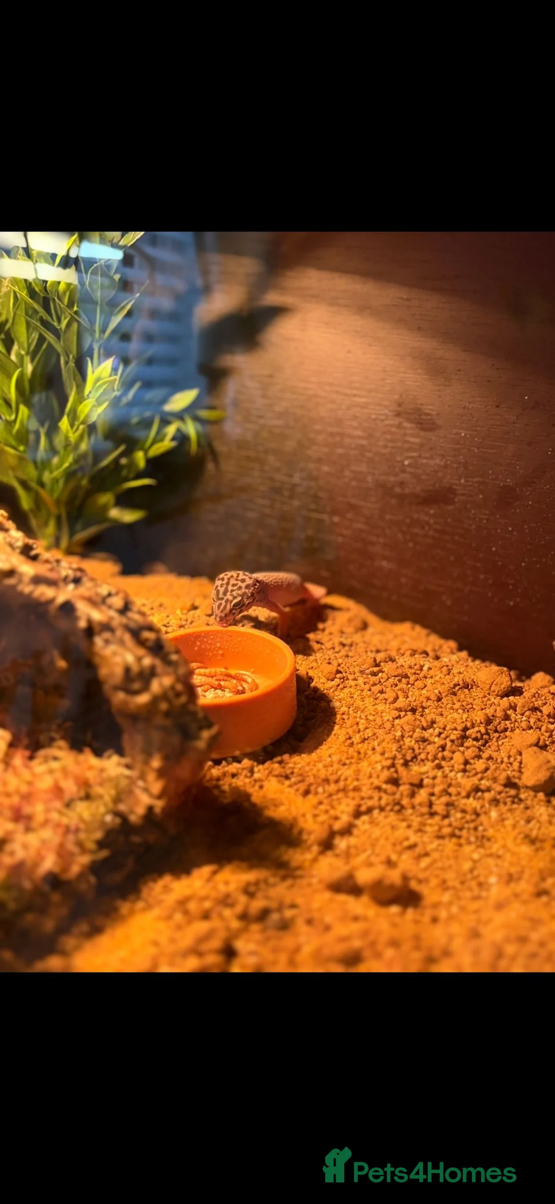 Gecko reptiles for sale: Beautiful Gecko  - Advert 3