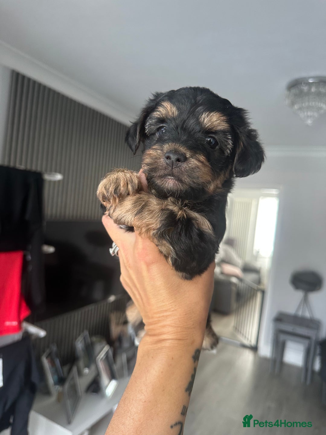 Mixed Breed dogs for sale: Yokrshire terrier pups  - Image 1