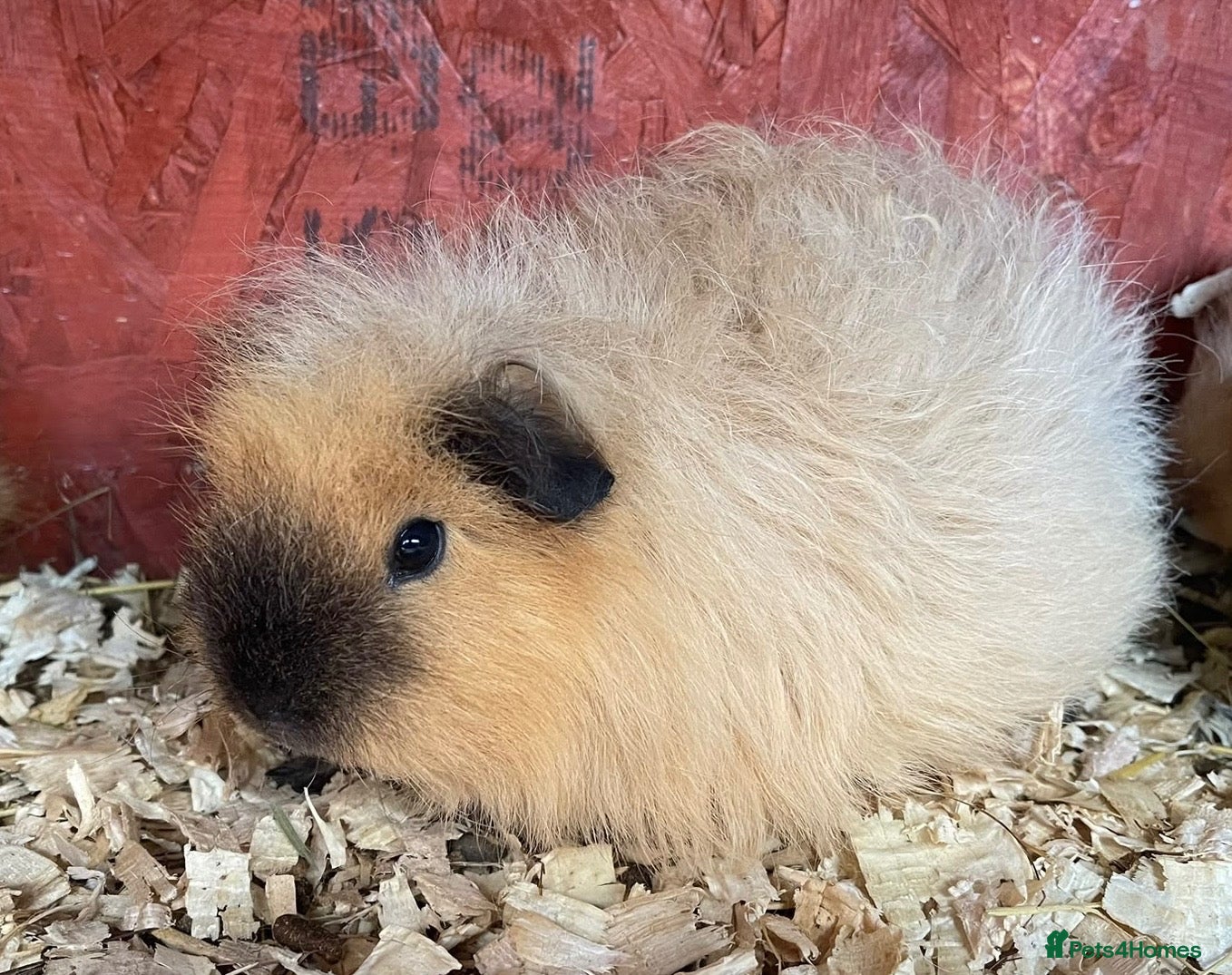 Guinea Pig rodents for sale: Three Beautiful Swiss Girls - Advert 5