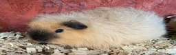 Guinea Pig rodents for sale: Three Beautiful Swiss Girls - Advert 1