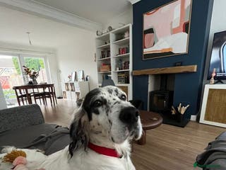 English Setter dogs Txispa - Advert 13