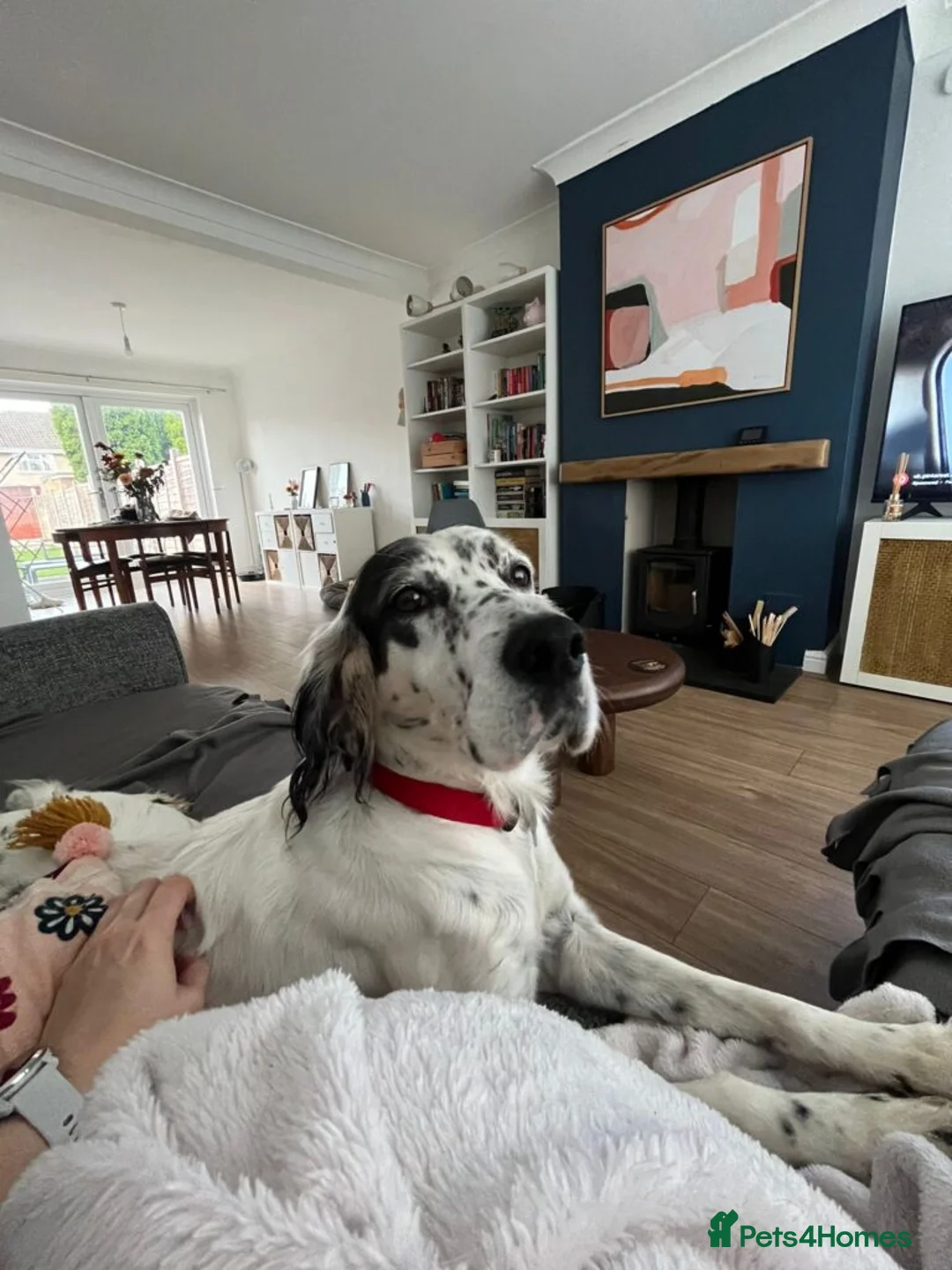 English Setter dogs for adoption: Txispa - Advert 1