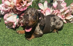 Dachshund dogs for sale: Dachshund Puppy 1 - 7 minature dashound puppies ready to leave  - Image 6