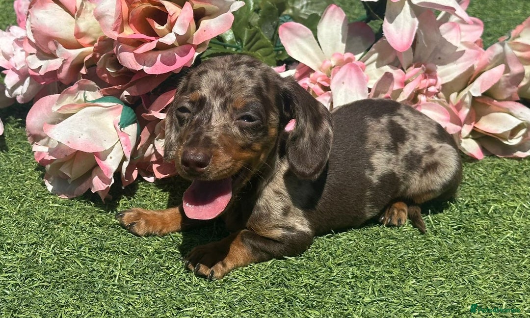 Dachshund dogs for sale: Dachshund Puppy 1 - 7 minature dashound puppies ready to leave  - Image 6