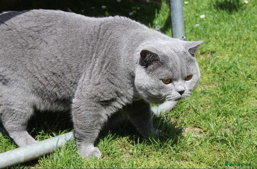 British Shorthair cats for sale: Ready Now British shorthair Amazing kittens - Advert 11