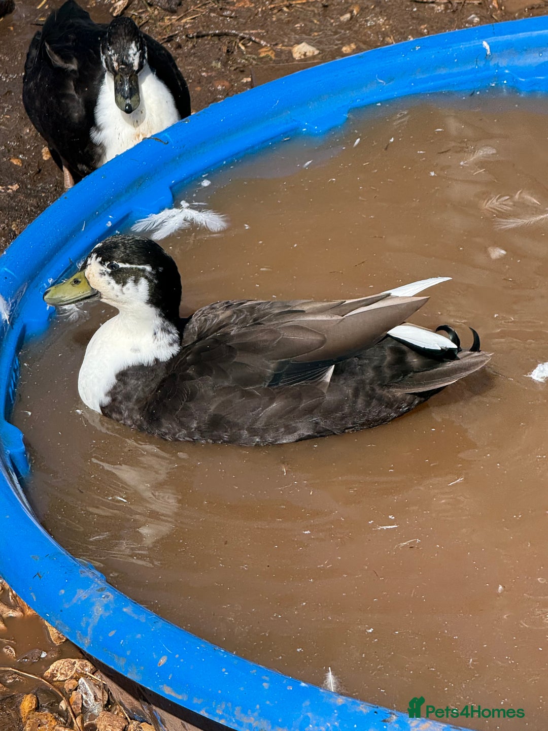 Ducks poultry for sale: Magpie call ducks - Image 1