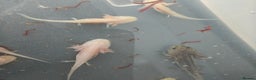 Axolotl reptiles for sale: 3 month old axolotls - Advert 9