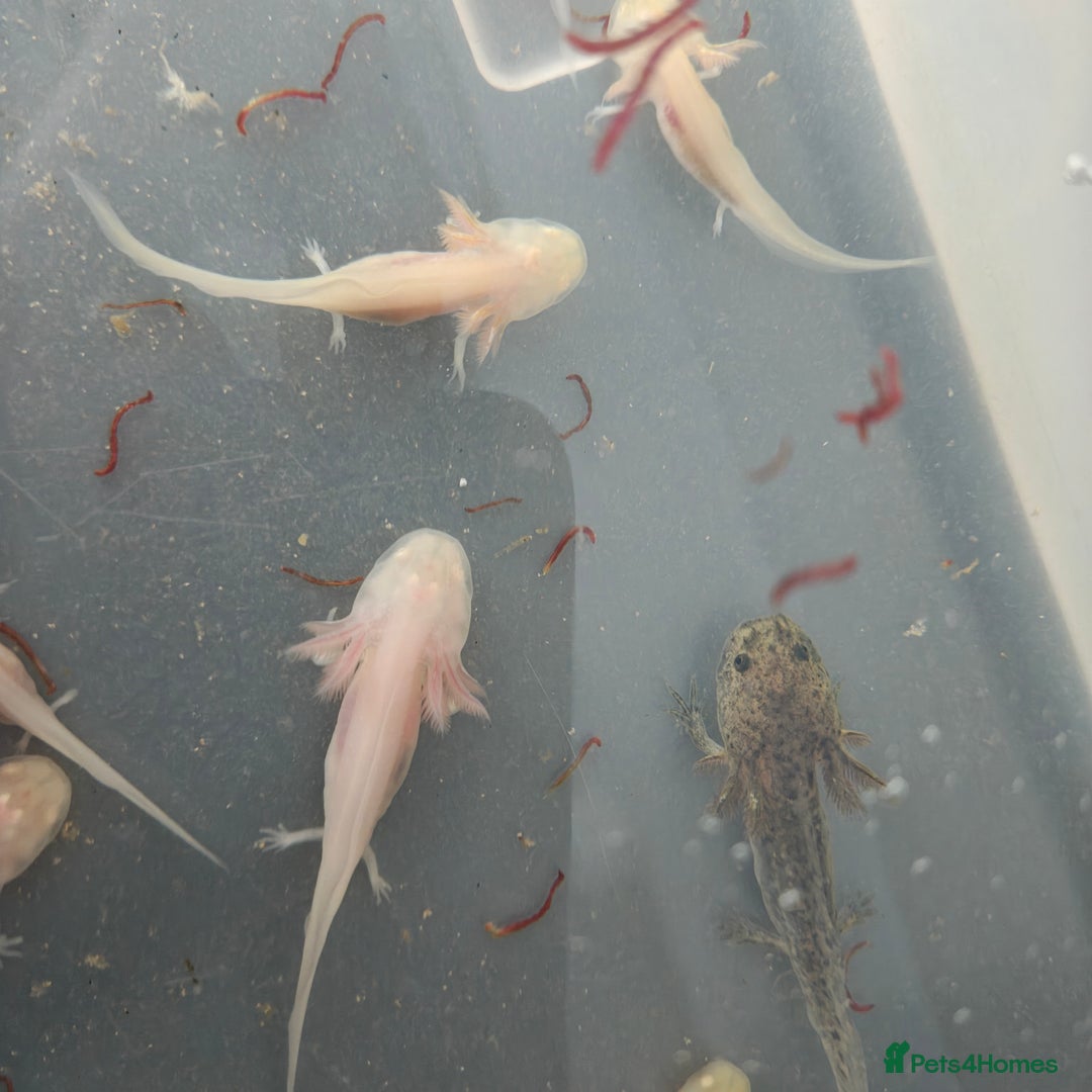 Axolotl reptiles for sale: 3 month old axolotls - Advert 9