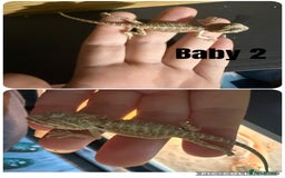 Bearded Dragon reptiles for sale: Bearded Dragon Babies - Image 2