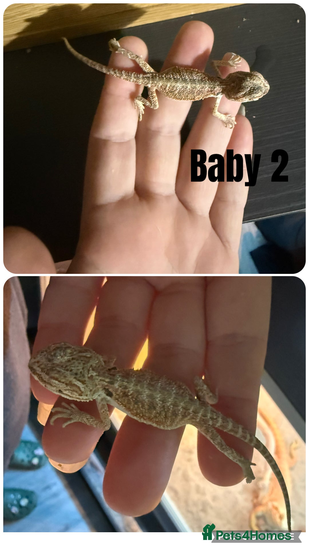 Bearded Dragon reptiles for sale: Bearded Dragon Babies - Image 2