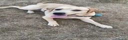Labrador Retriever dogs for sale: 1 year old female labrador retriver - Advert 1