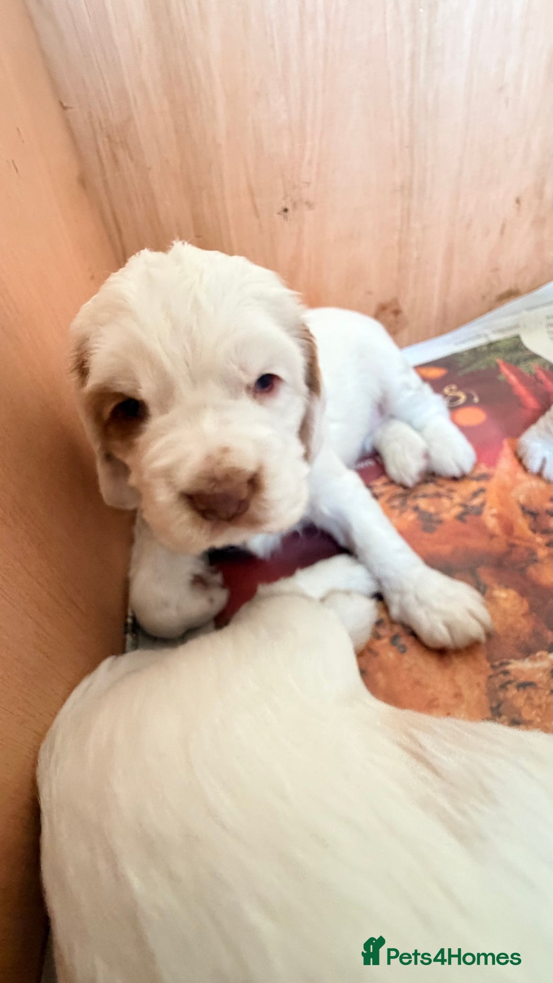 Clumber Spaniel dogs for sale: Clumber Spaniel Puppies For Sale  - Advert 2