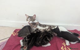 Domestic Shorthair cats for sale: 4 Playful Kittens Ready for Loving Homes!  - Image 6