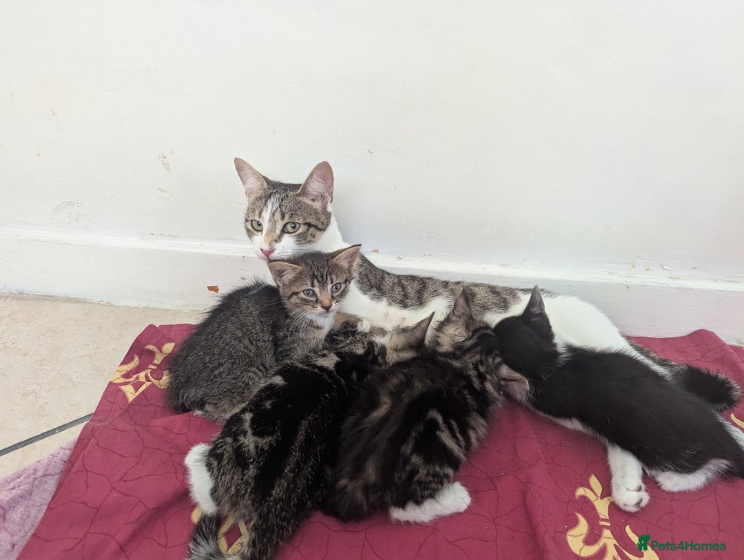 Domestic Shorthair cats for sale: 4 Playful Kittens Ready for Loving Homes!  - Image 6