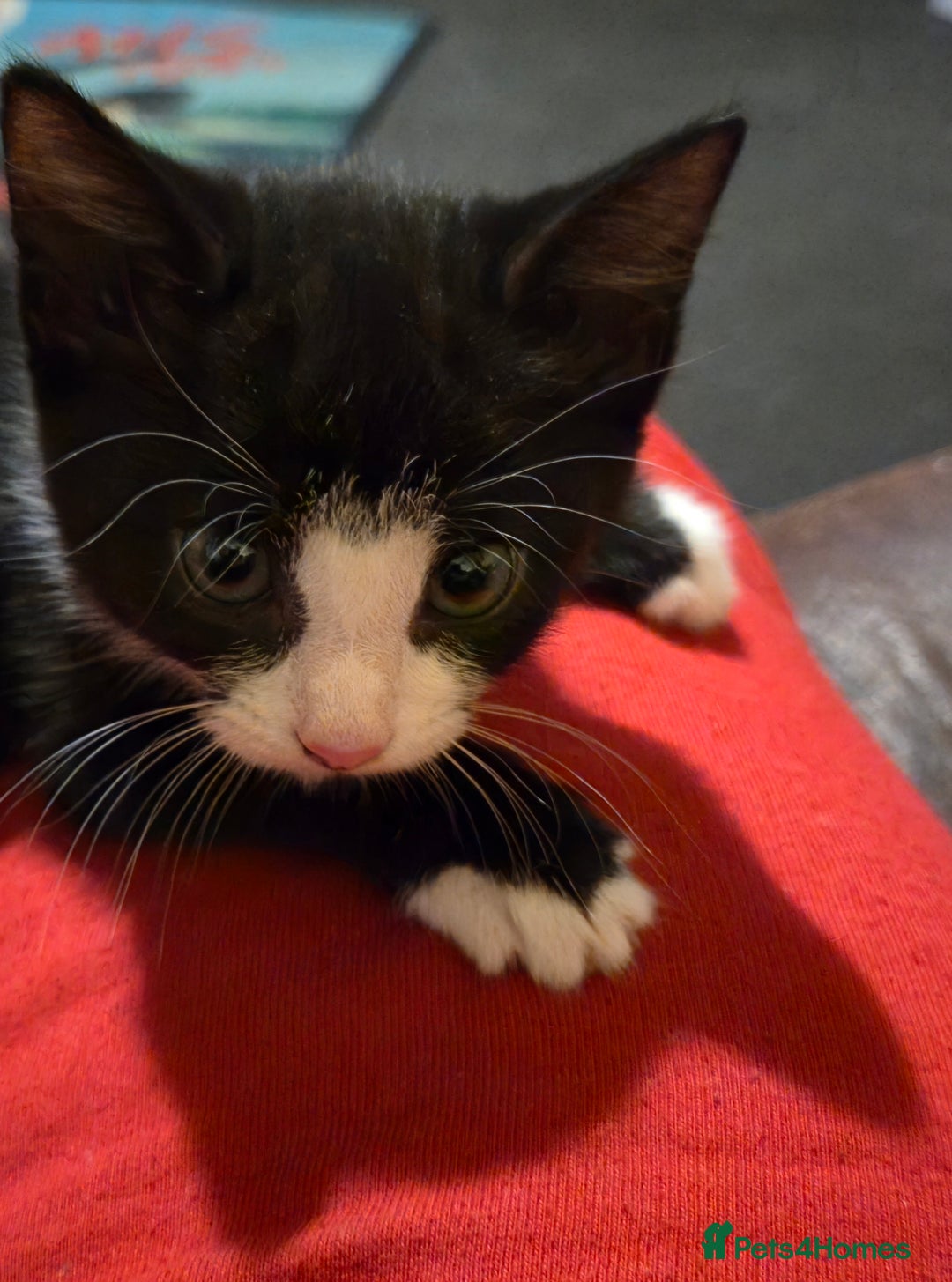 Mixed Breed cats for sale: Kittens for sale - Image 8