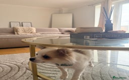 Pomchi dogs for sale: I have to sell my little man - Image 3