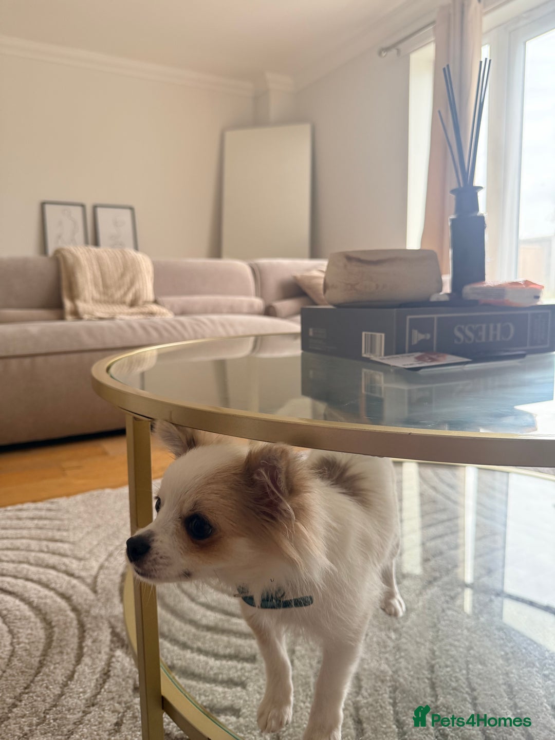 Pomchi dogs for sale: I have to sell my little man - Image 3