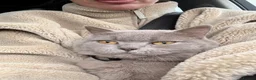 British Shorthair cats for sale: British shorthair X Scottish fold  - Advert 14