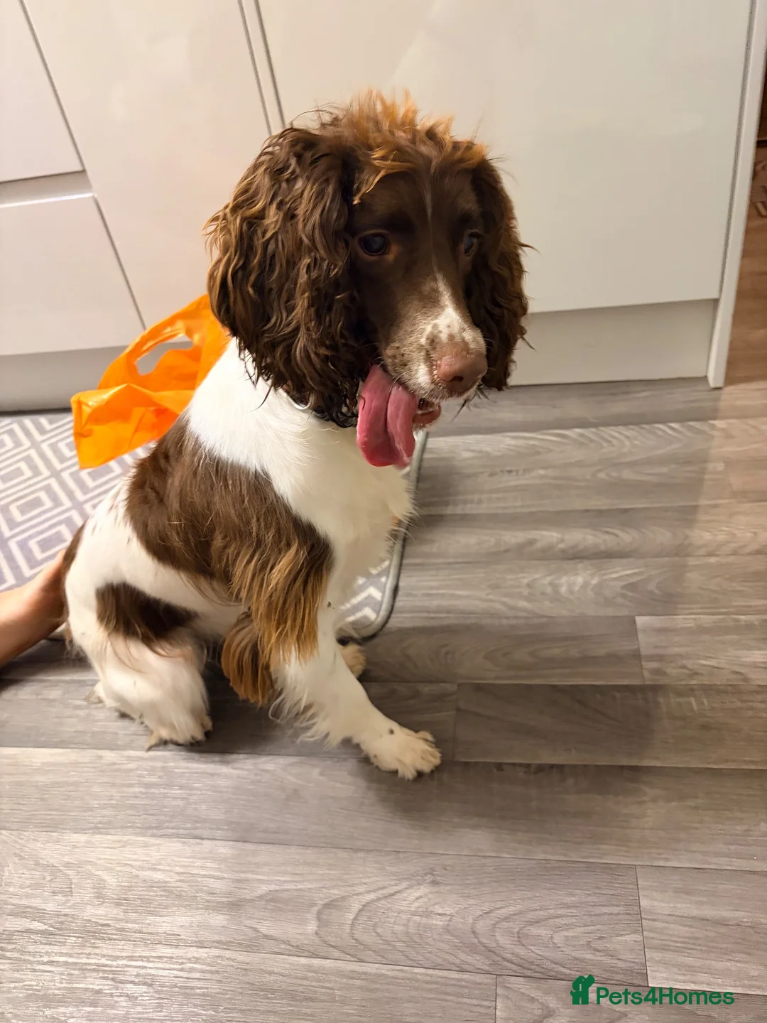 English Springer Spaniel dogs for sale: 1 year old English springer spaniel - Advert 7