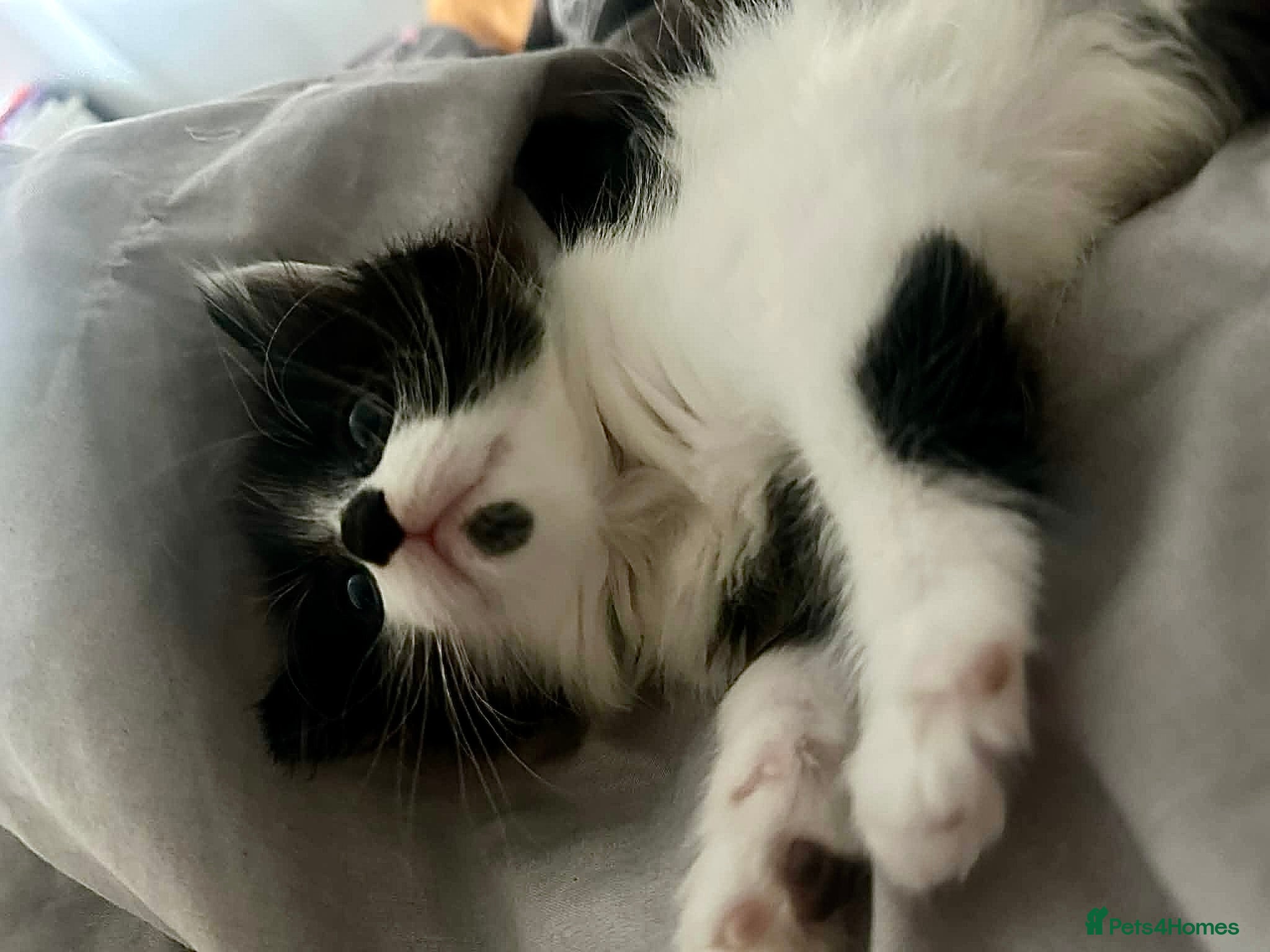 Mixed Breed cats ❤️ beautiful long-haired kittens boy and girl ❤️ - Advert 2