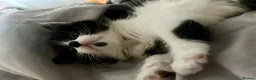 Mixed Breed cats for sale: ❤️ beautiful long-haired kittens boy and girl ❤️ in Luton - Advert 1