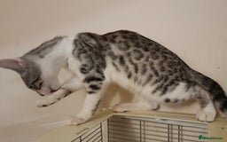 Bengal cats for sale: Bedazzled Early Generation Bengal kittens  - Image 31