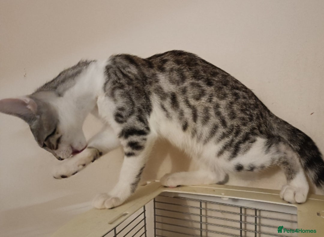 Bengal cats for sale: Bedazzled Early Generation Bengal kittens  - Image 31