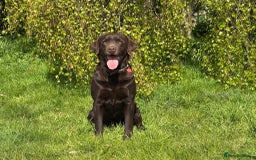Labrador Retriever dogs for stud: Proven KC Reg Labrador health tested stud in Olney - Image 6