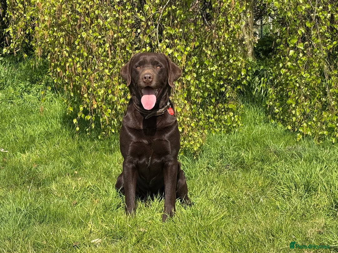 Labrador Retriever dogs for stud: Proven KC Reg Labrador health tested stud in Olney - Image 6