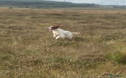 Irish Setter dogs for sale: 17 month old Irish Red & White Male Setter - Image 6