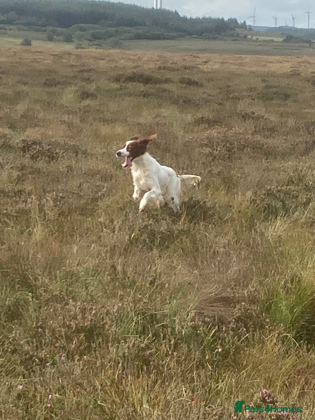 Irish Setter dogs for sale: 17 month old Irish Red & White Male Setter - Image 6