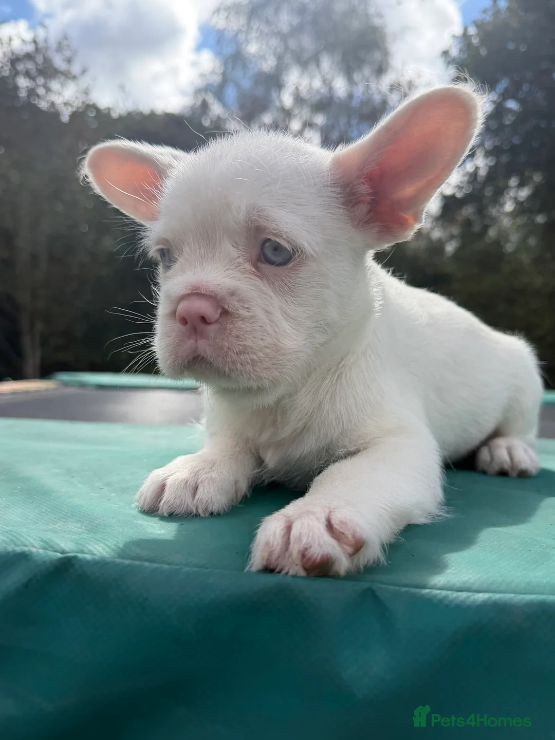 French Bulldog dogs for sale: Last top quality  PINK MALE available(reduced) - Advert 1