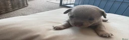 Chihuahua dogs for sale: Five Smoothcoat Chihuahua puppies for sale - Advert 22